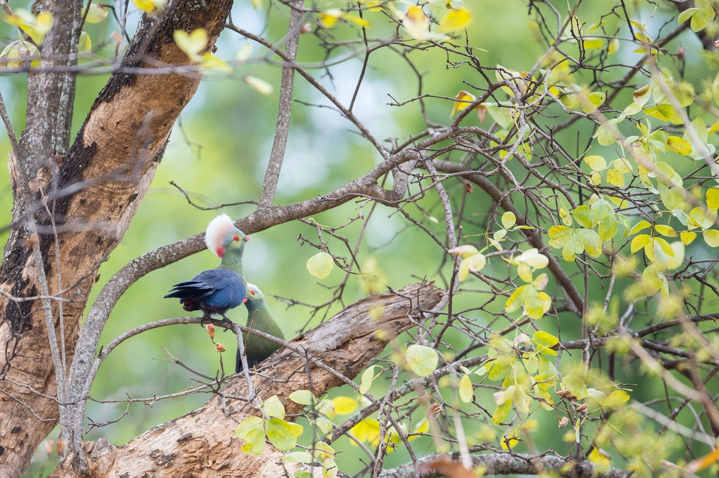 Een koppeltje Ruspoli's turaco in een boom. © Billy Herman