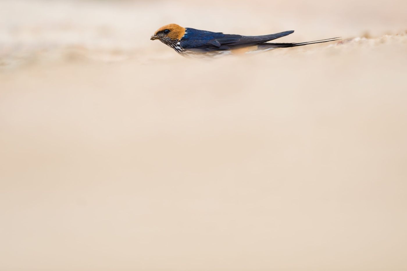 Een lesser striped swallow komt nestmateriaal verzamelen. © Billy Herman