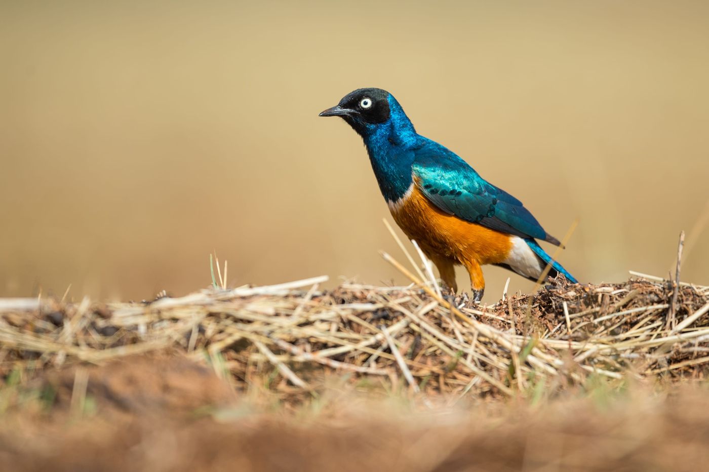 Superb starlings zijn echte cultuurvolgers en vinden we steeds terug nabij de bewoning. © Billy Herman