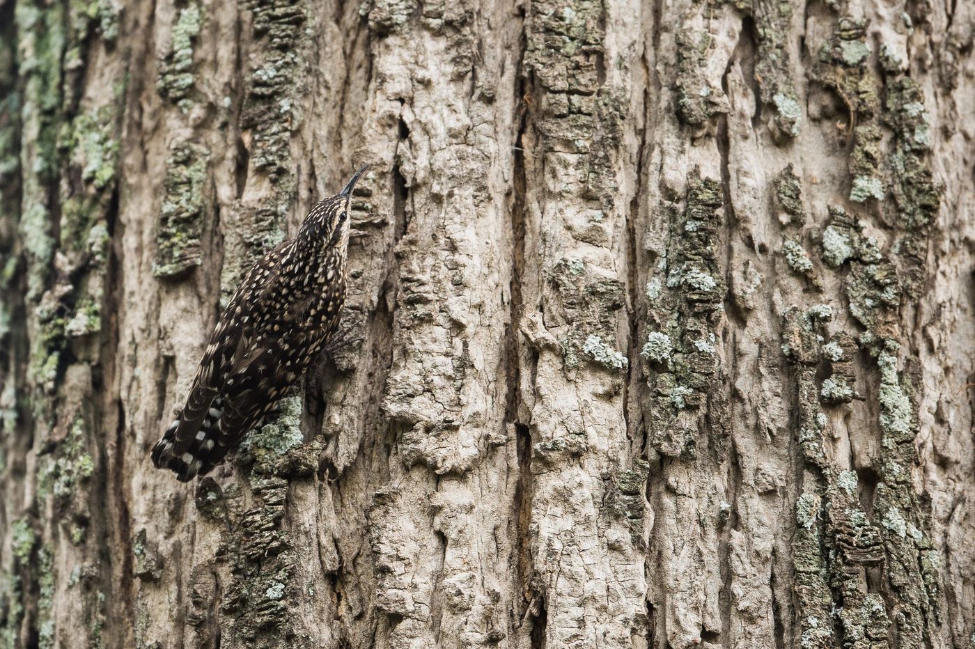 African spotted treecreeper is een tegenhanger van onze boomkruipertjes. © Billy Herman