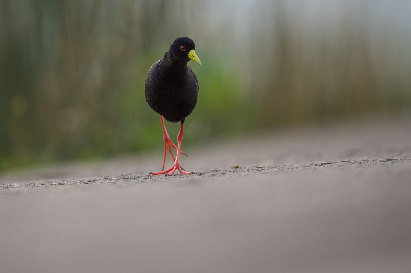 Black crake steekt de weg over. © Billy Herman