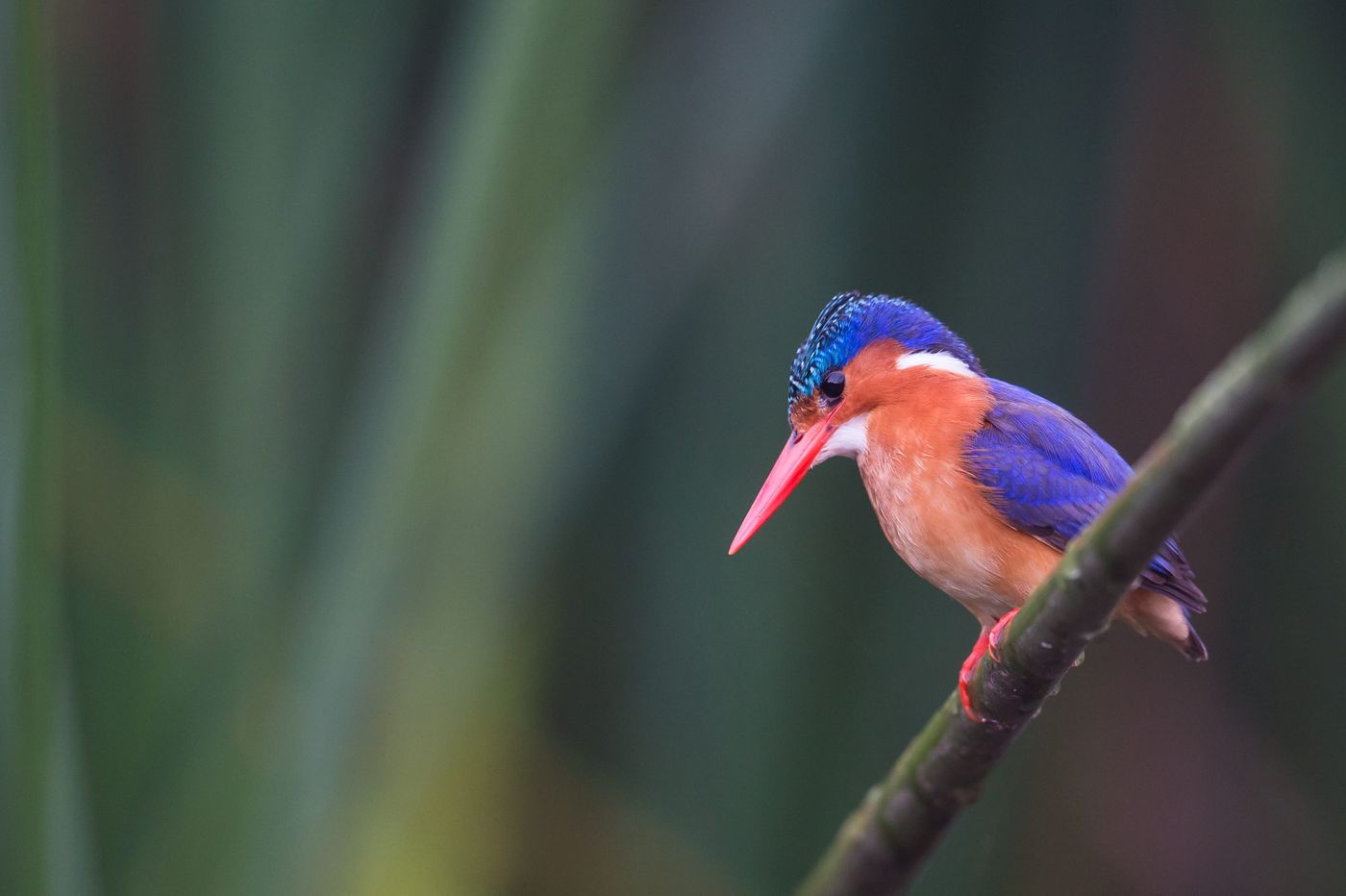 Een malachite kingfisher, wat een pareltje. © Billy Herman