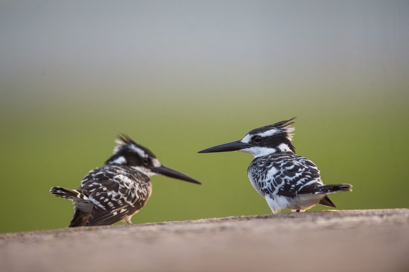 Een paartje bonte ijsvogels. © Billy Herman