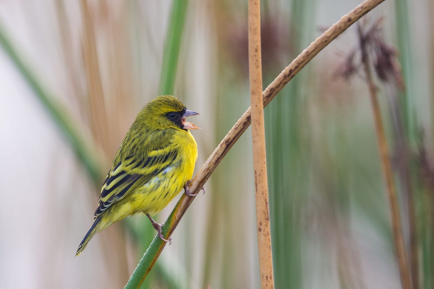 African citril finch, een kanarieachtige en een erg mooie verschijning. © Billy Herman