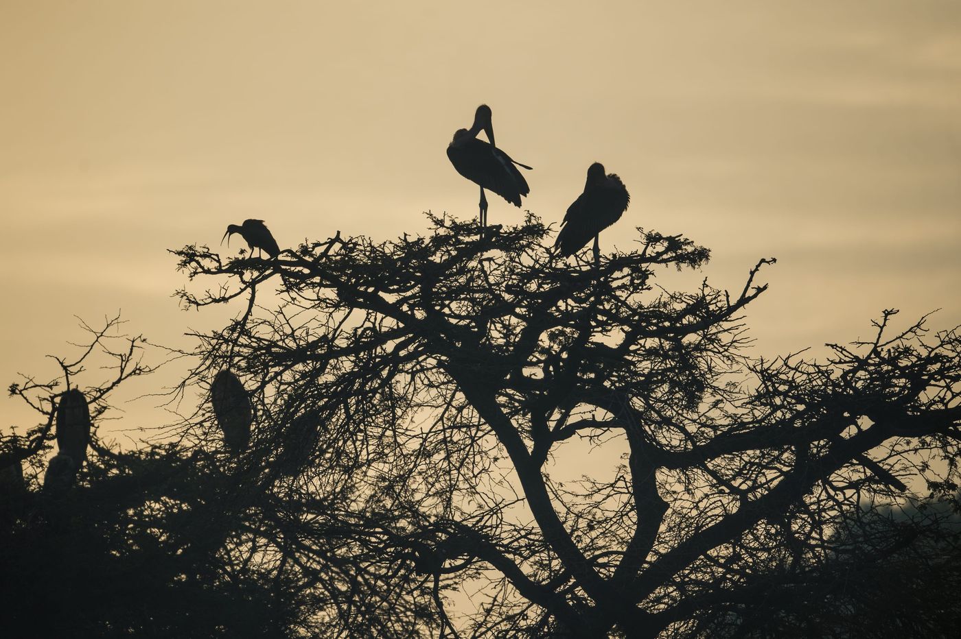 Sfeerbeeld ibissen in acacia. © Billy Herman