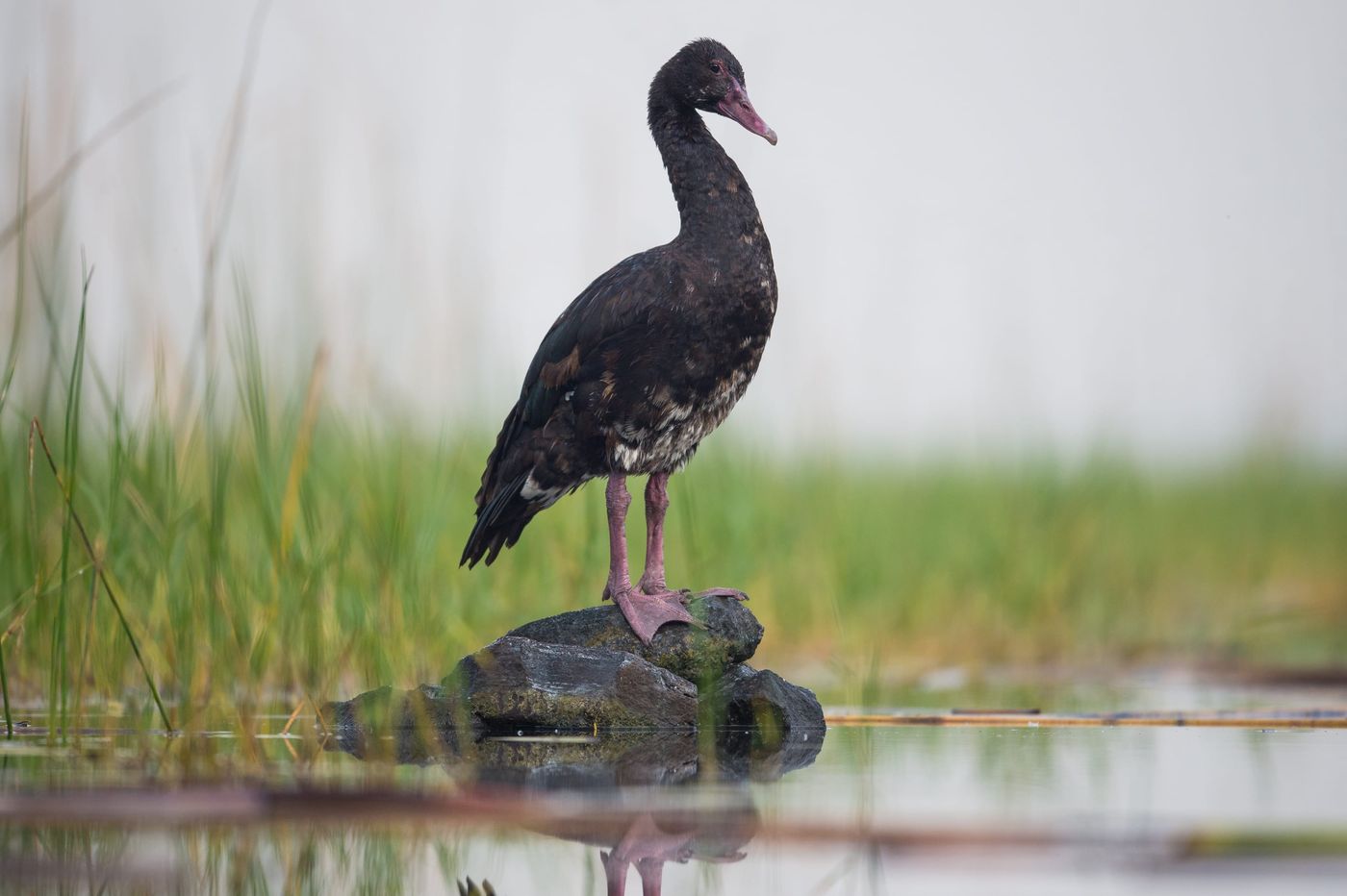 Spoorwiekgans op ooghoogte. © Billy Herman