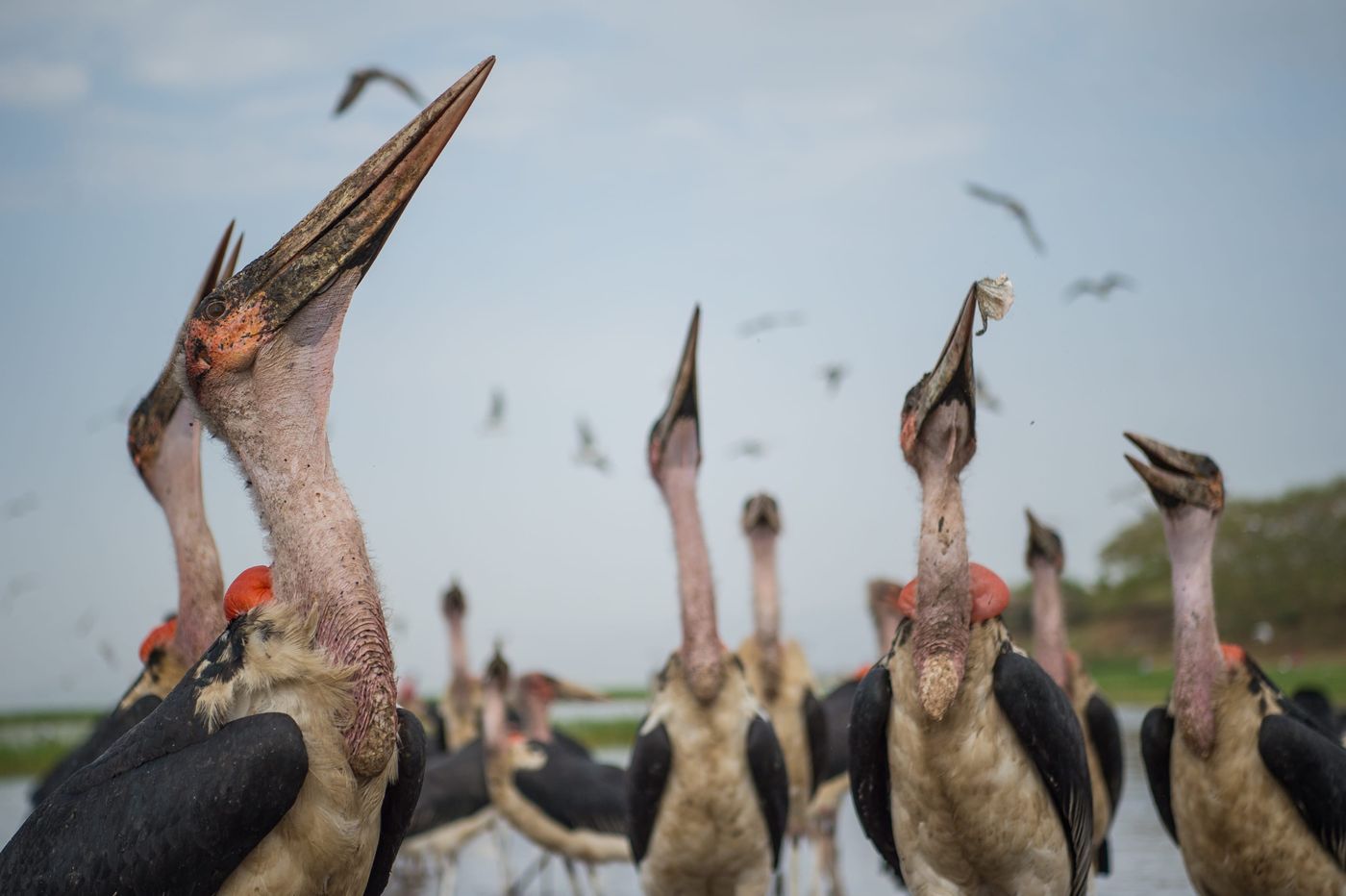 Met puntige snavel houden ze de sterns op afstand. © Billy Herman