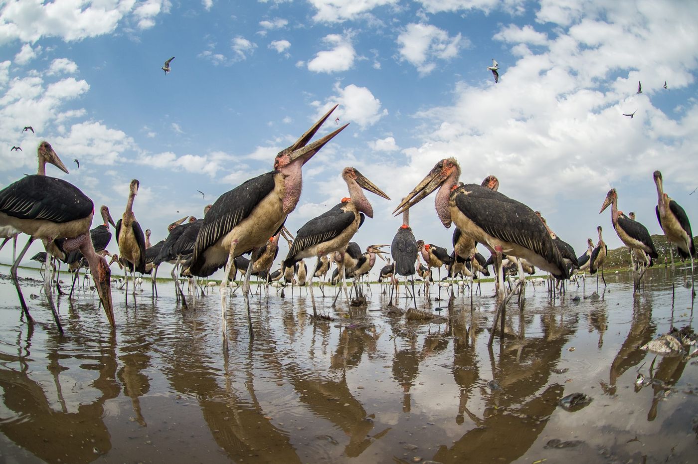 Een leger maraboes houdt de wacht bij de drinkpoel. © Billy Herman