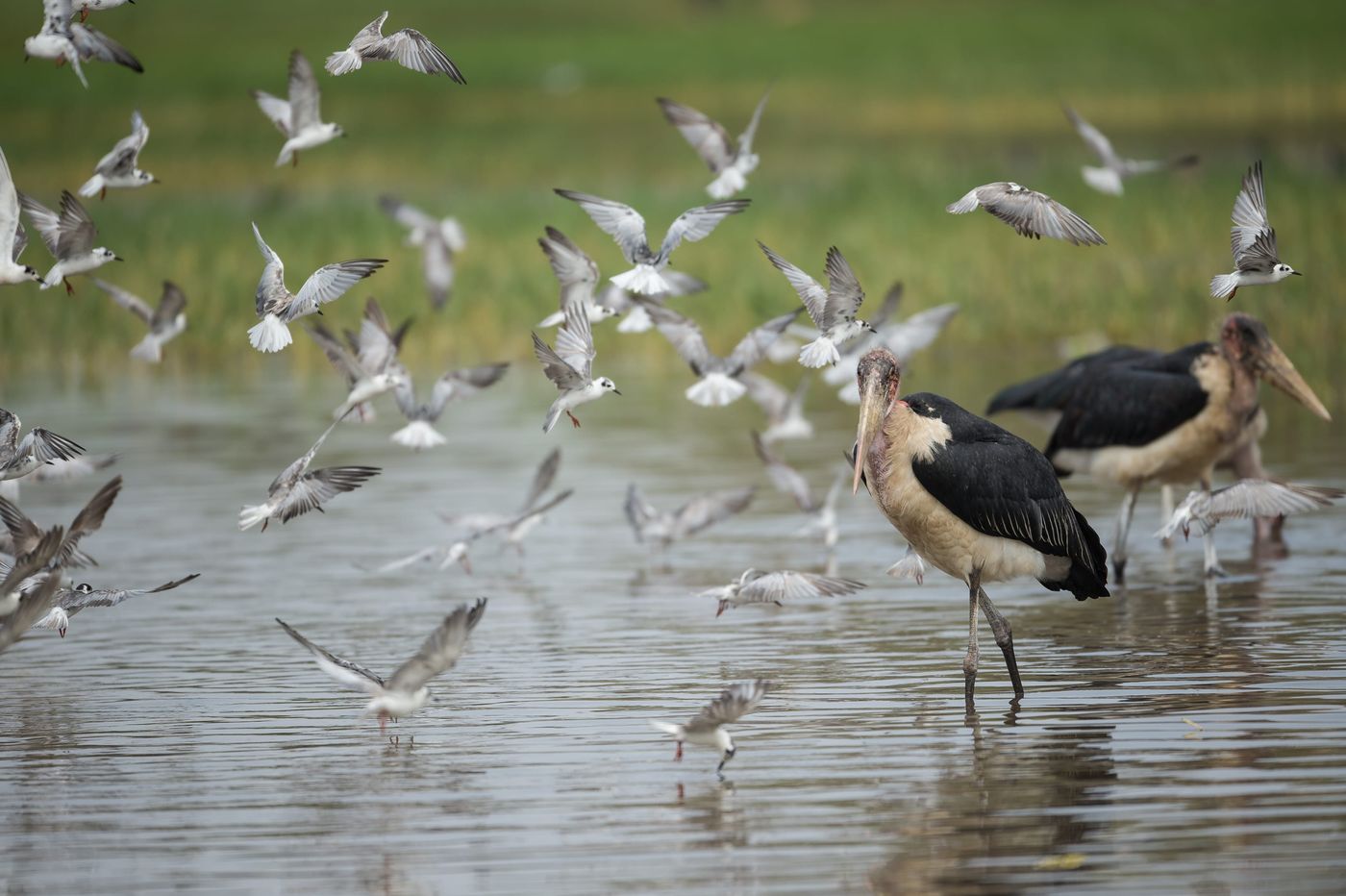 Maraboes te midden van een groep witvleugelsterns. © Billy Herman