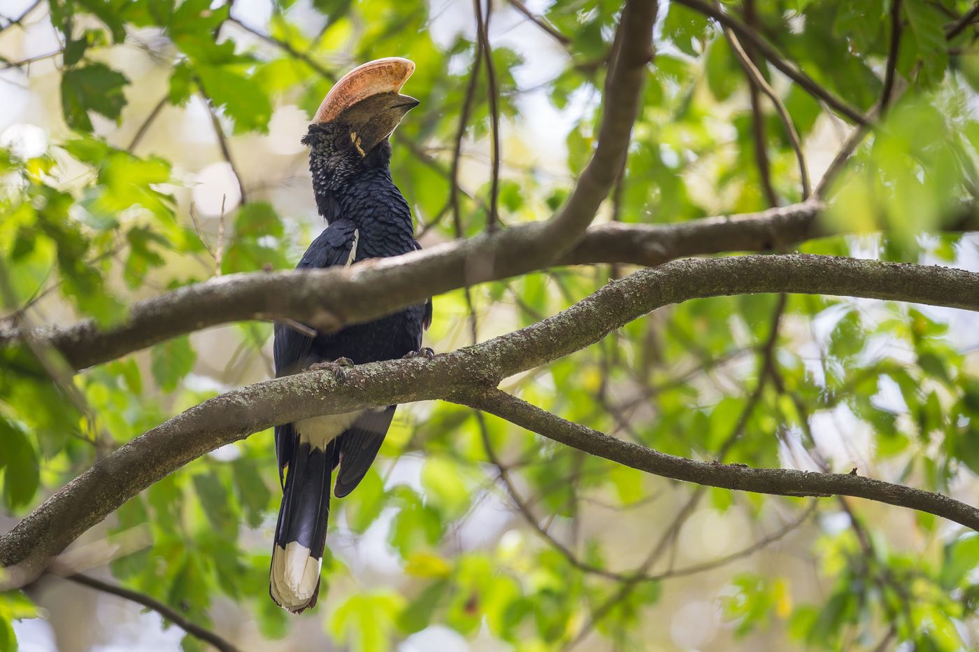 Silvery-cheeked hornbill, een bossoort. © Billy Herman