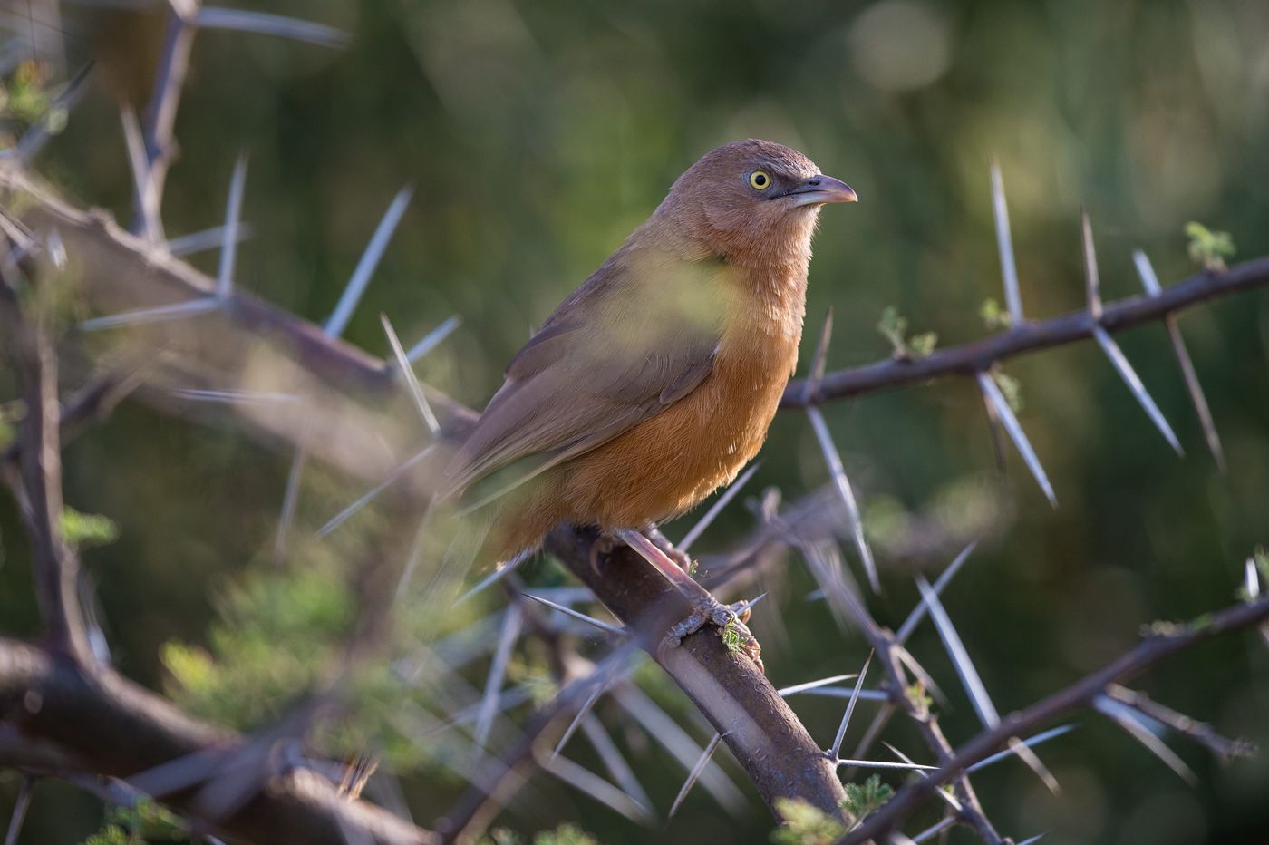 Een rufous babbler gluurt vanuit z'n veilige zitplaats in deze acacia. © Billy Herman