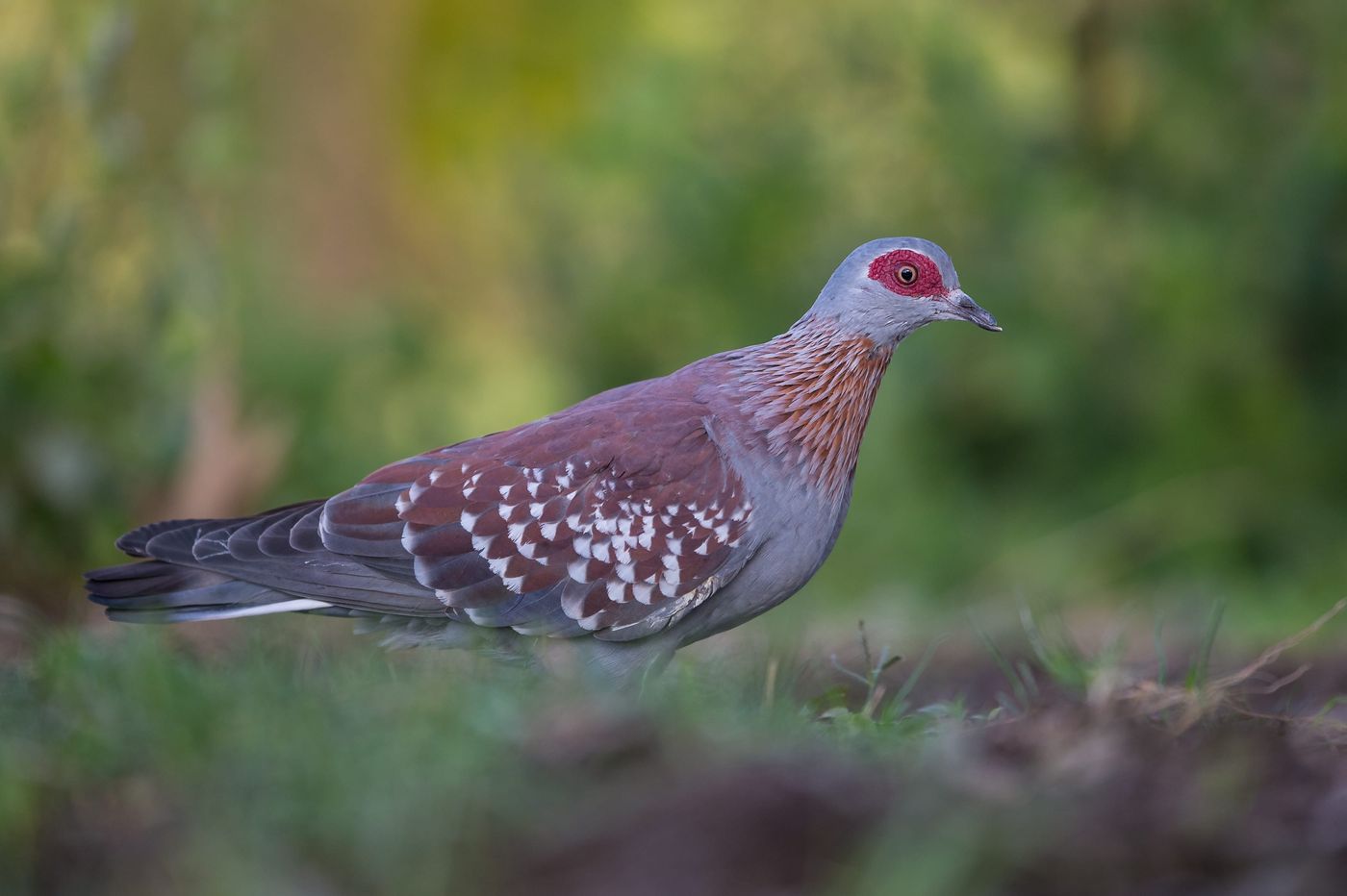 Een speckled pigeon, een algemene soort in Afrika. © Billy Herman