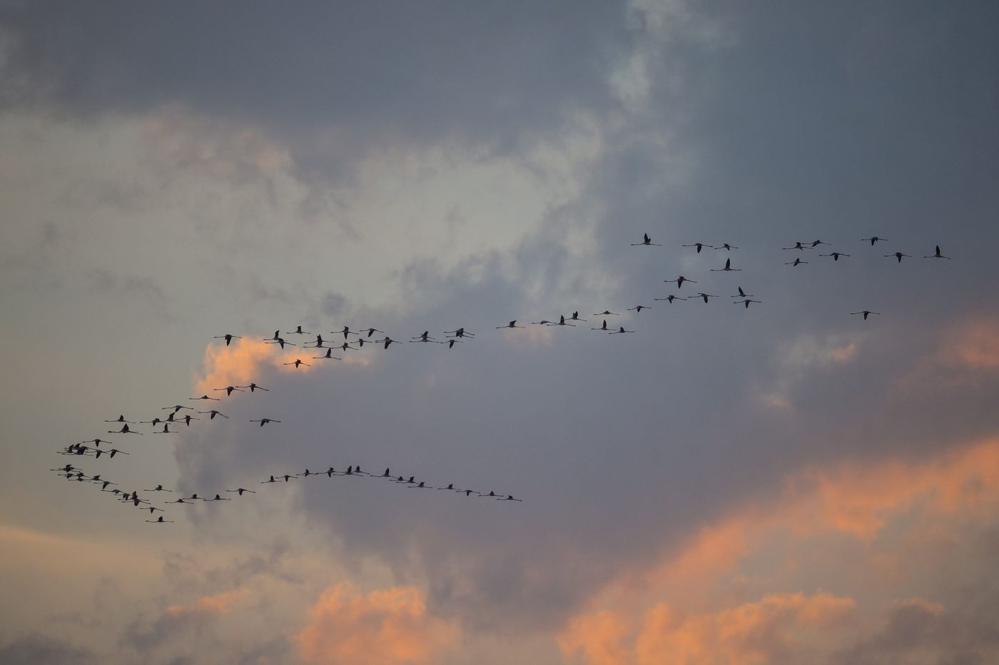 Flamingo's op weg naar de slaapplaats. © Billy Herman