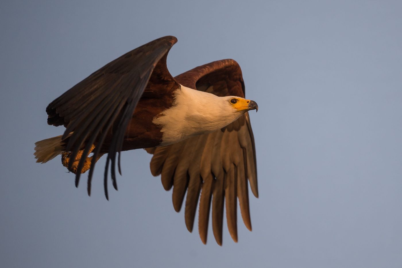 Een Afrikaanse visarend in vlucht. © Billy Herman