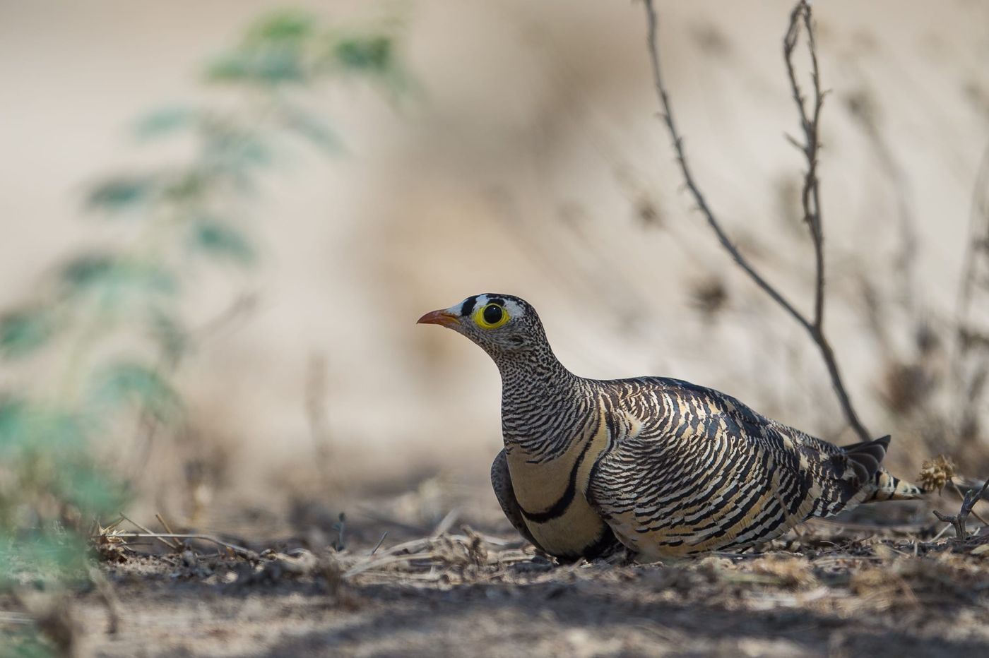 De Lichtenstein's sandgrouse kom je met wat geluk tegen in de schaduw van de acacia's. © Billy Herman