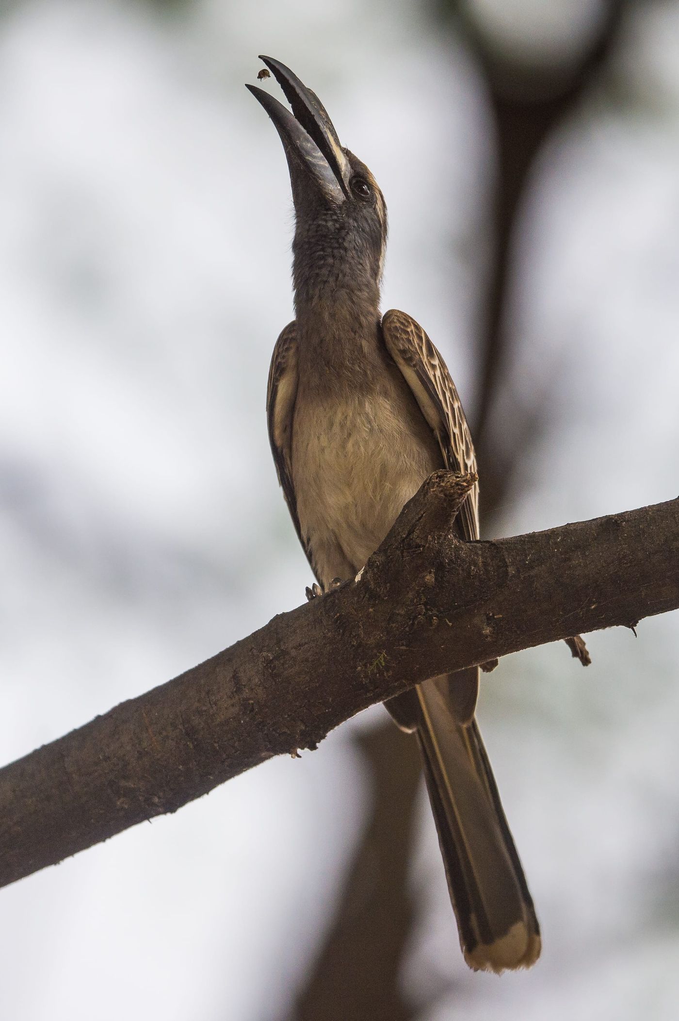 Deze hemprich's hornbill heeft iets lekkers te pakken. © Billy Herman