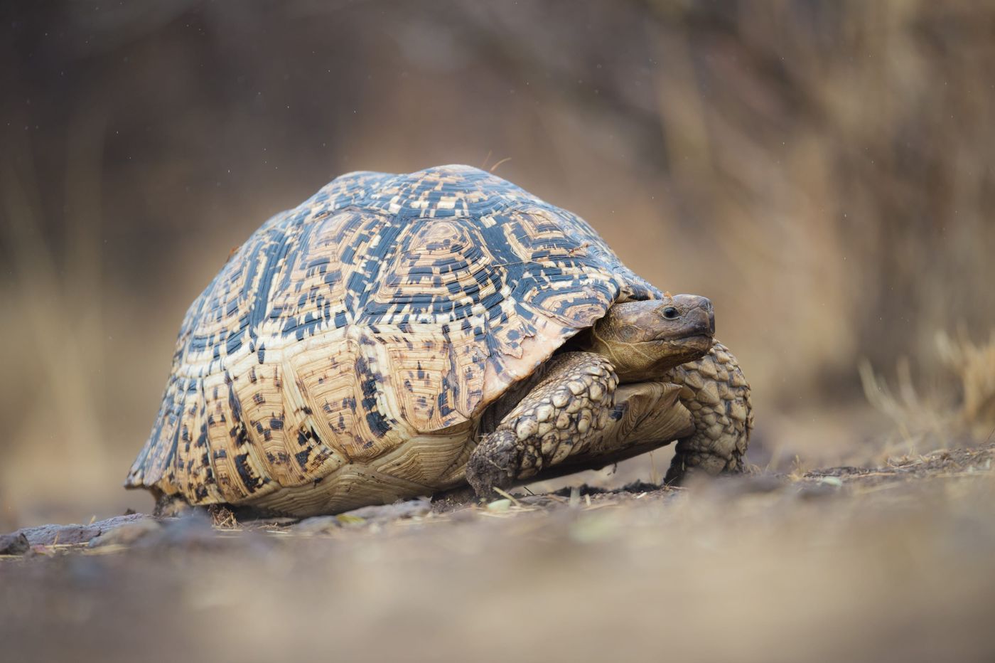 We proberen hier en daar ook wat andere dieren mee te pikken! © Billy Herman