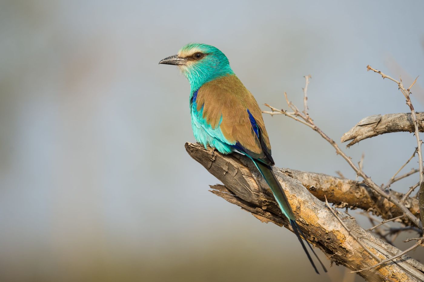 Abyssinian roller, dit keer met de lange staart volledig in beeld. © Billy Herman