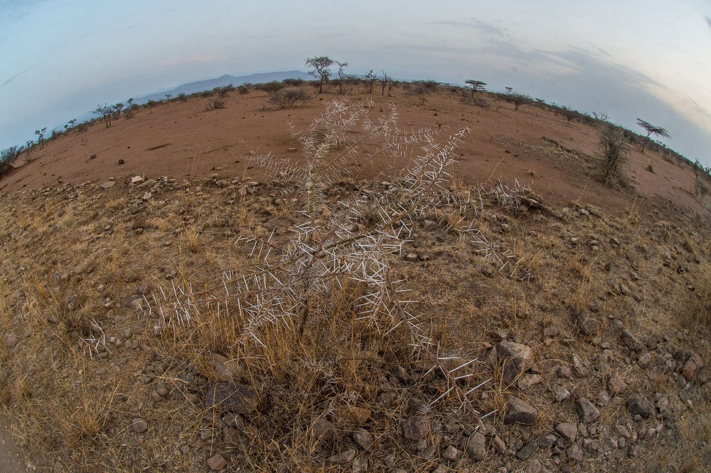 Experimenteren met de fish-eye op de savanne! © Billy Herman