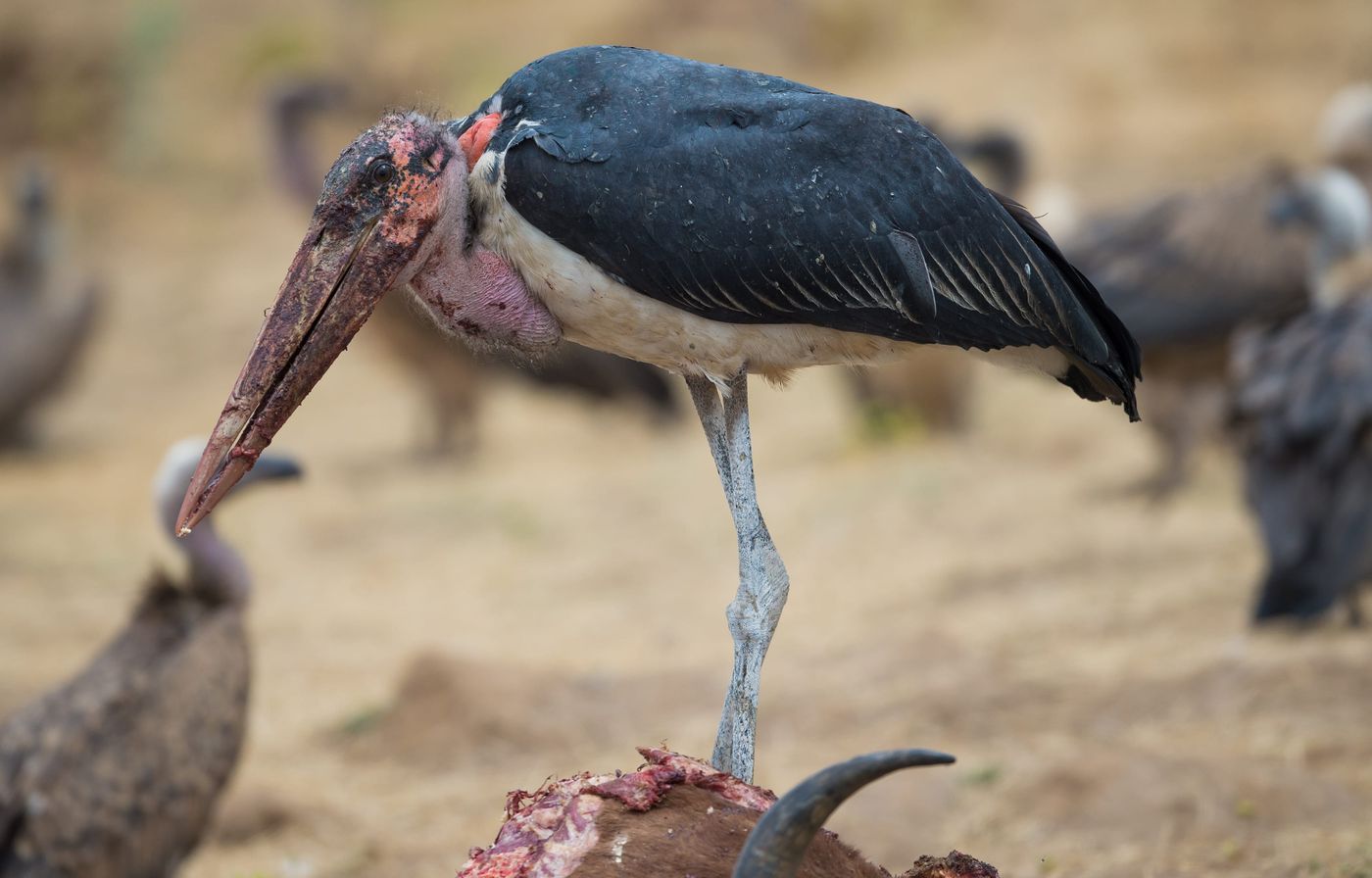 Alle gieren maken plaats wanneer er een maraboe opduikt. © Billy Herman