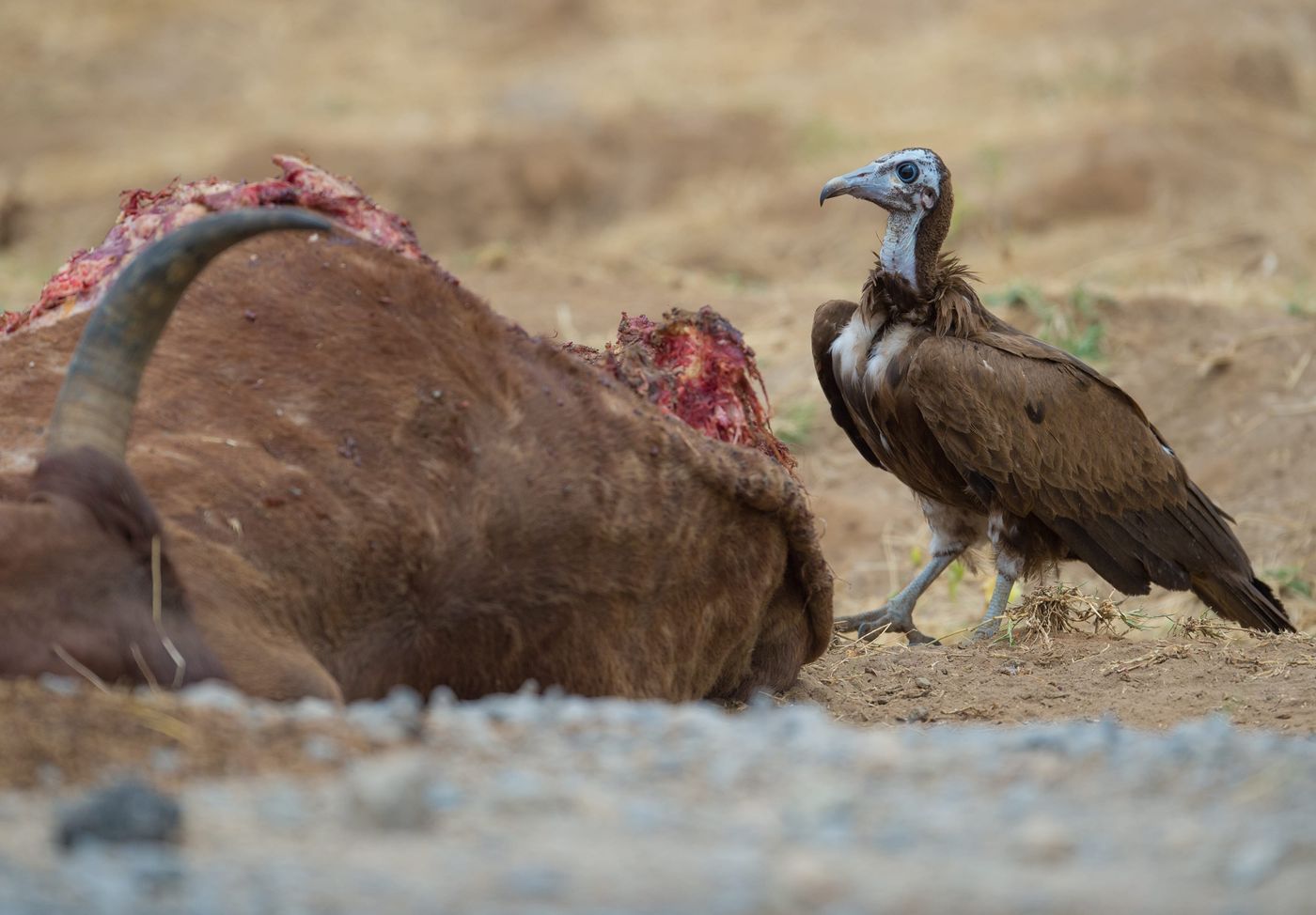 Hooded vultures, een soort die recent een hogere beschermingsstatus kreeg wegens te snelle achteruitgang. © Billy Herman