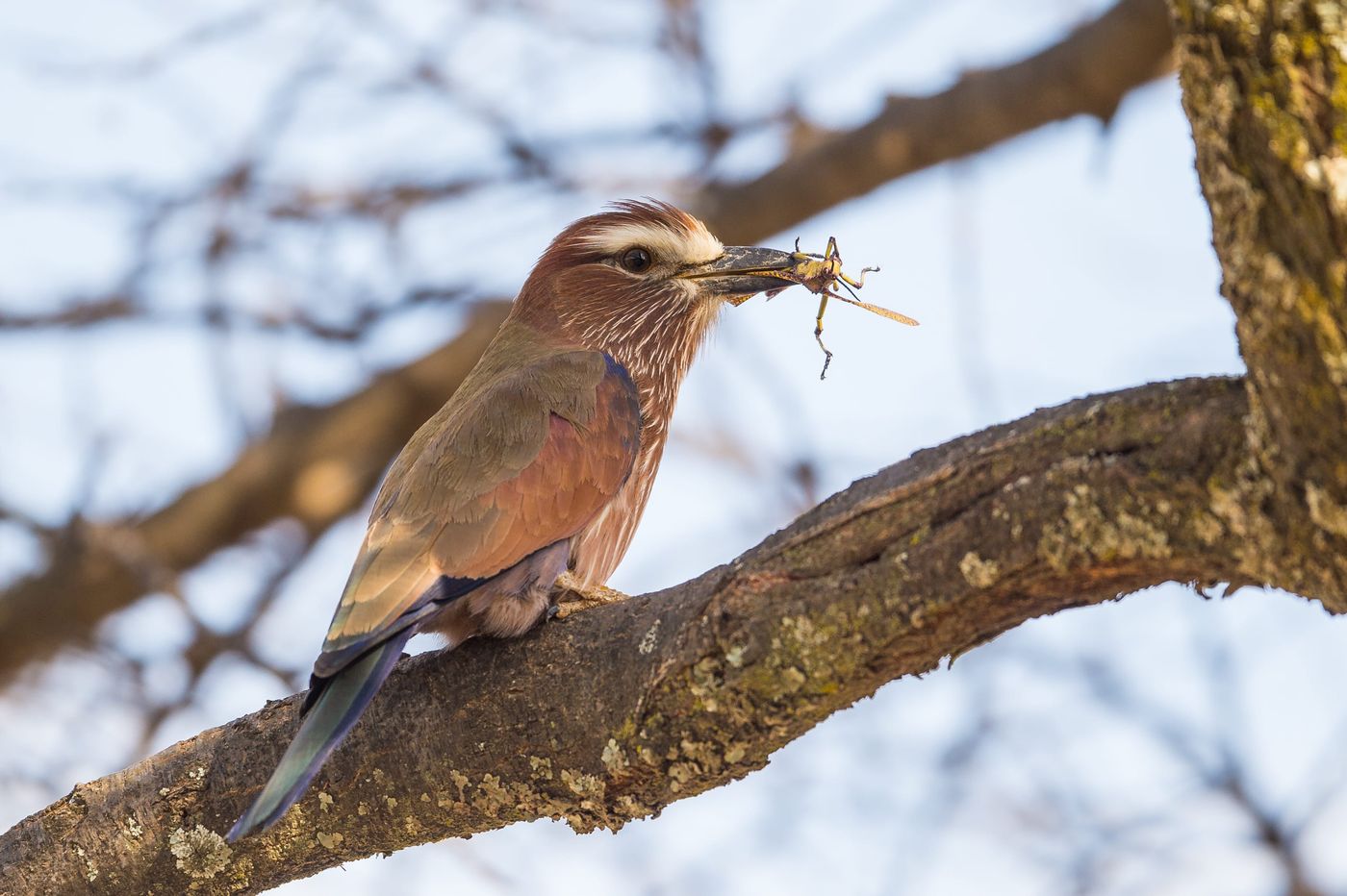 Rufous-crowned roller met wat lekkers in de snavel. © Billy Herman