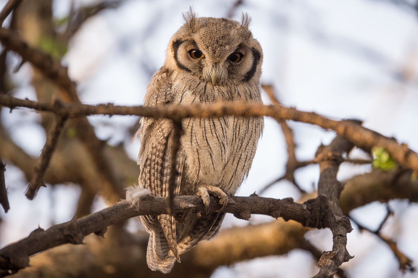 Een kleiner uiltje is dan weer deze northern white-faced scops owl. © Billy Herman