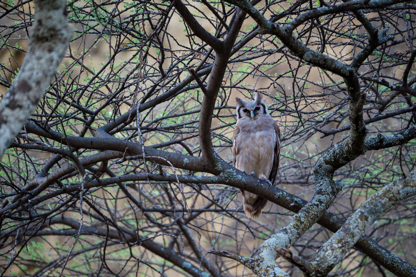 Een roestende verreaux's eagle owl bij valavond, de geest van de savanne! © Billy Herman