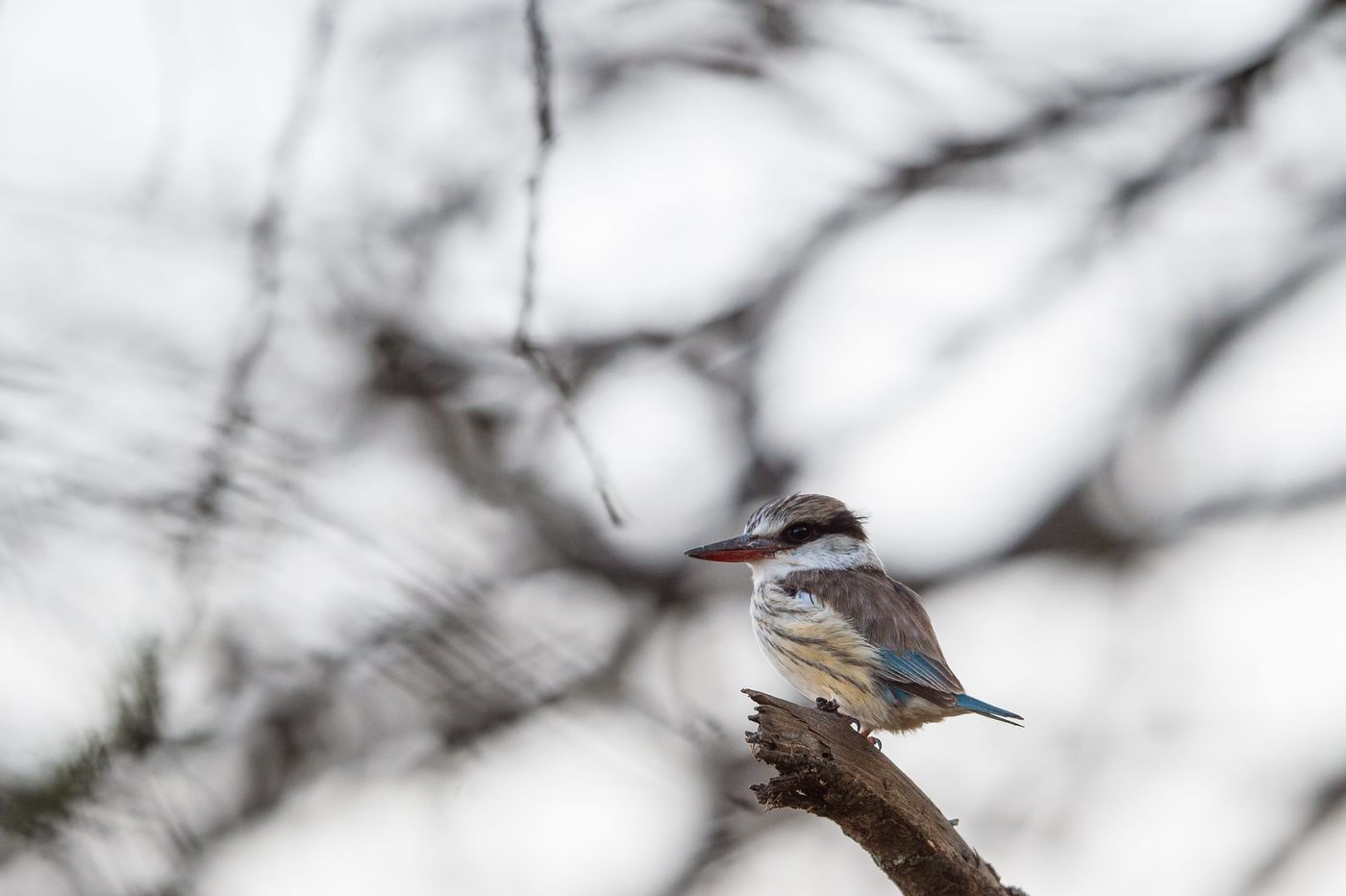 Een striped kingfisher speurt naar een snelle hap. © Billy Herman