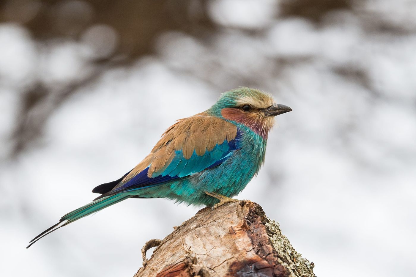 Abyssinian roller behoort tot de mooiste vogels van Afrika. © Billy Herman