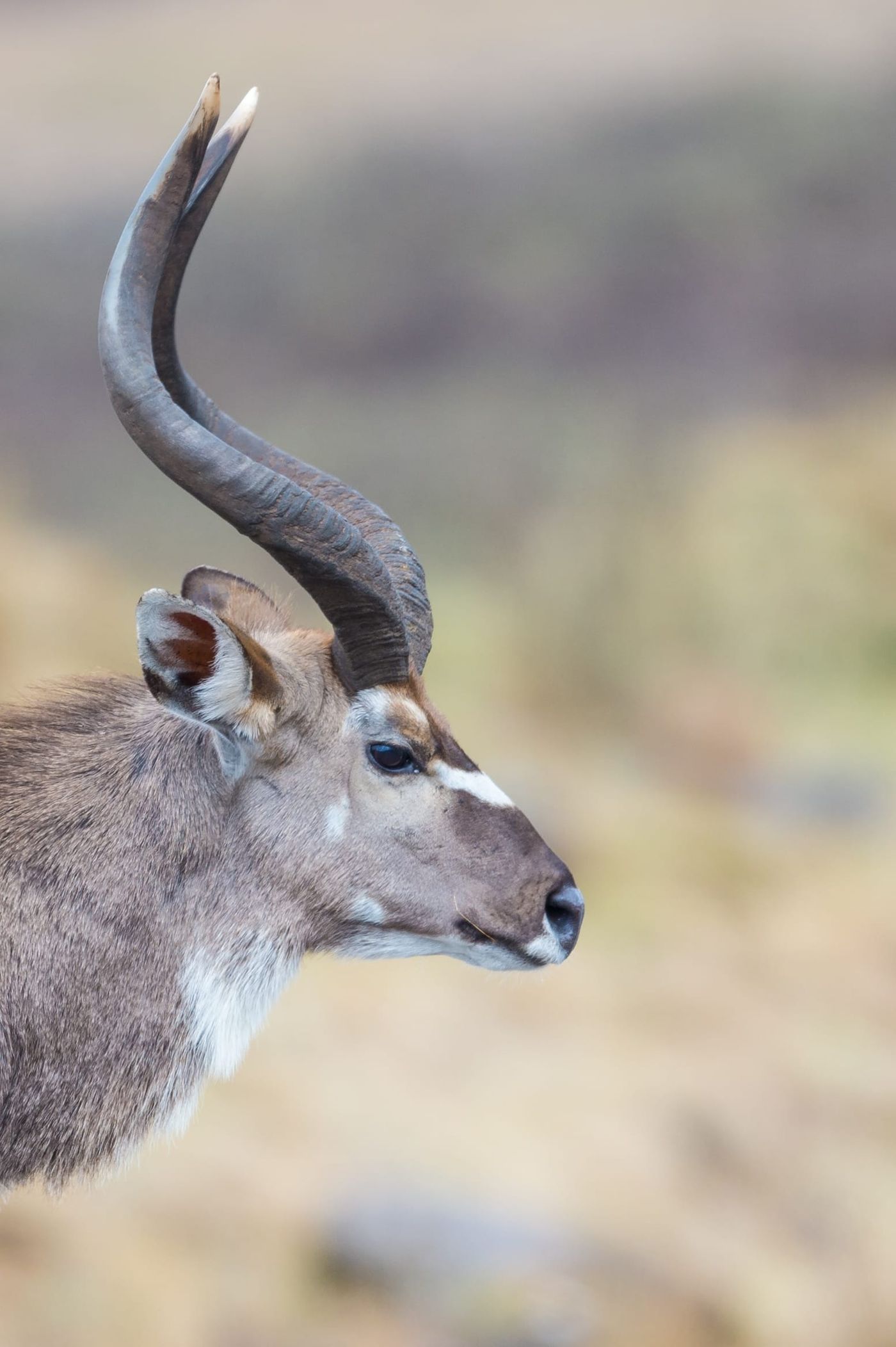 De trophy hunt heeft veel diersoorten schuw gemaakt voor de mens... © Billy Herman