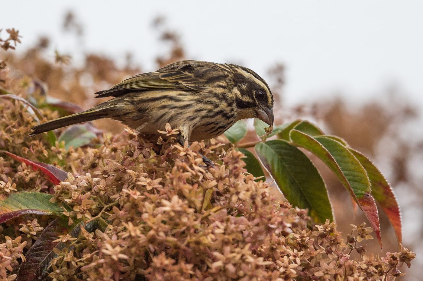 Een streaky seedeater, best een algemene soort tijdens deze reis. © Billy Herman