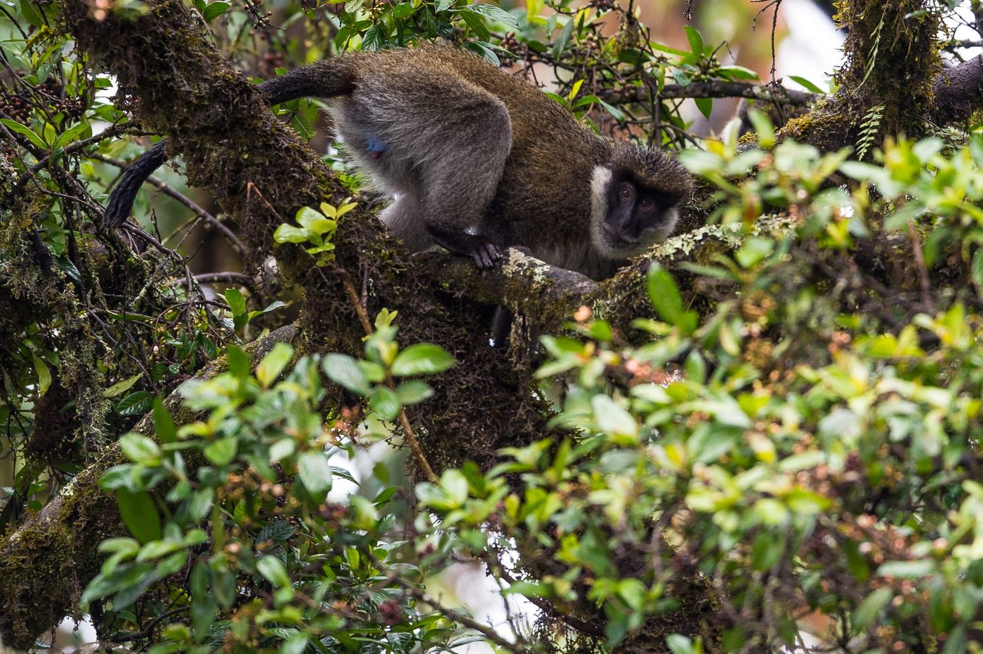 Ethiopian bale monkeys voelen zich thuis in de mossige hooglanden. © Billy Herman