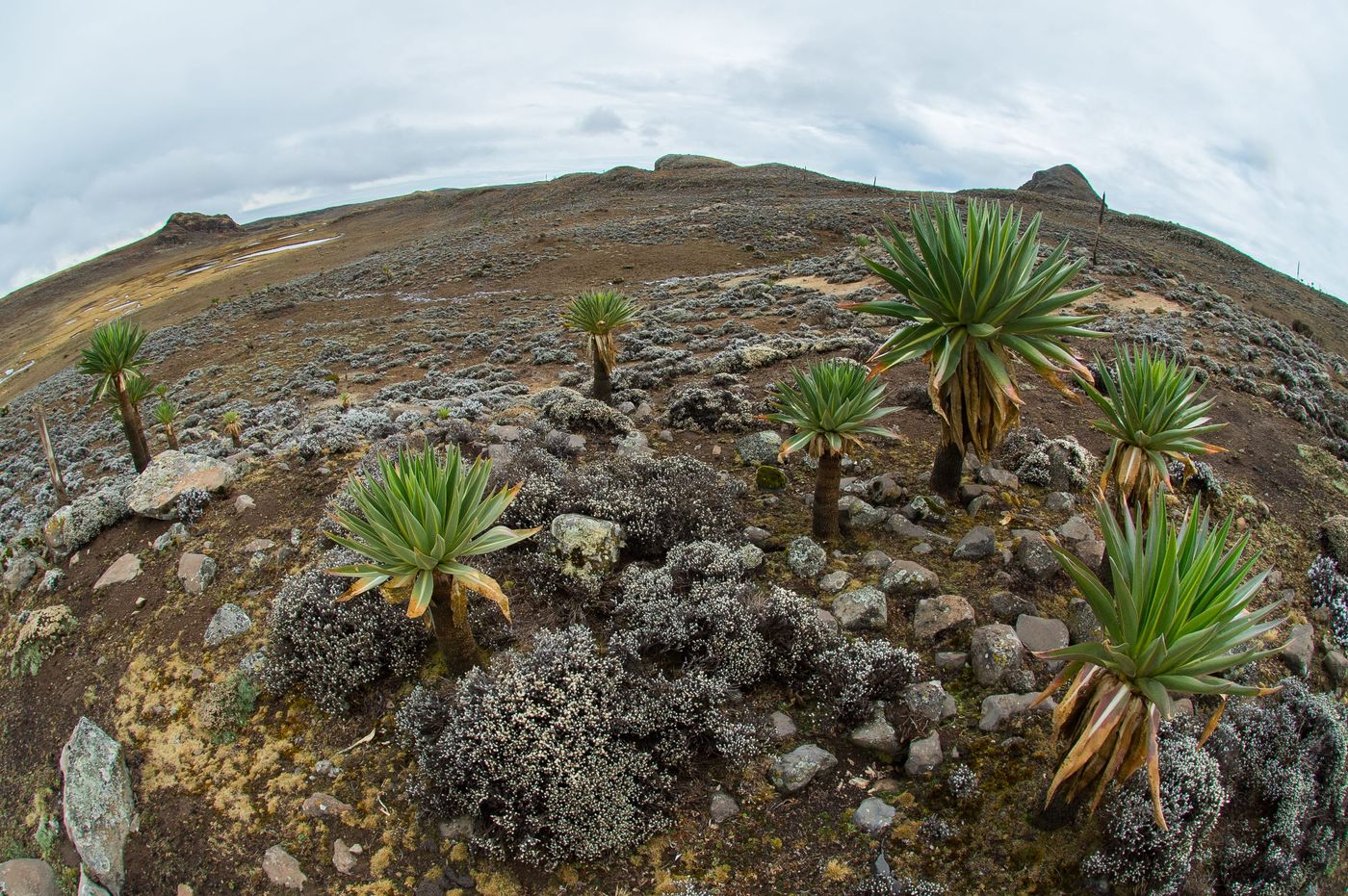 Typische yucca's en andere hooglandsoorten. © Billy Herman