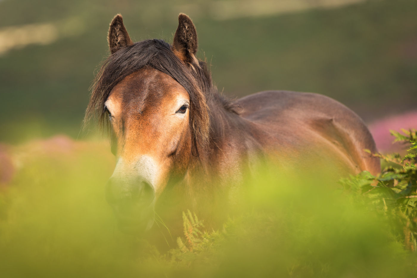 Portret van een Exmoor-pony. © Sandy Spaenhoven