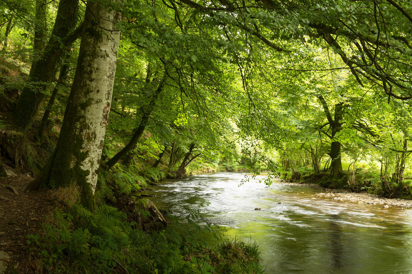 Beukenbomen op een oever in Tarr Steps Nature Reserve. © Sandy Spaenhoven