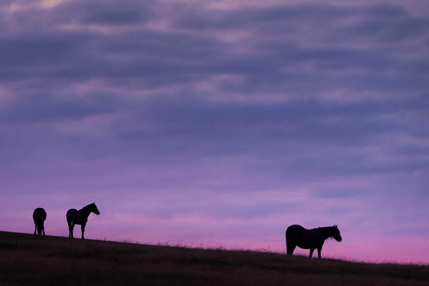 Exmoor pony's genieten van een rode avondlucht. © Sandy Spaenhoven