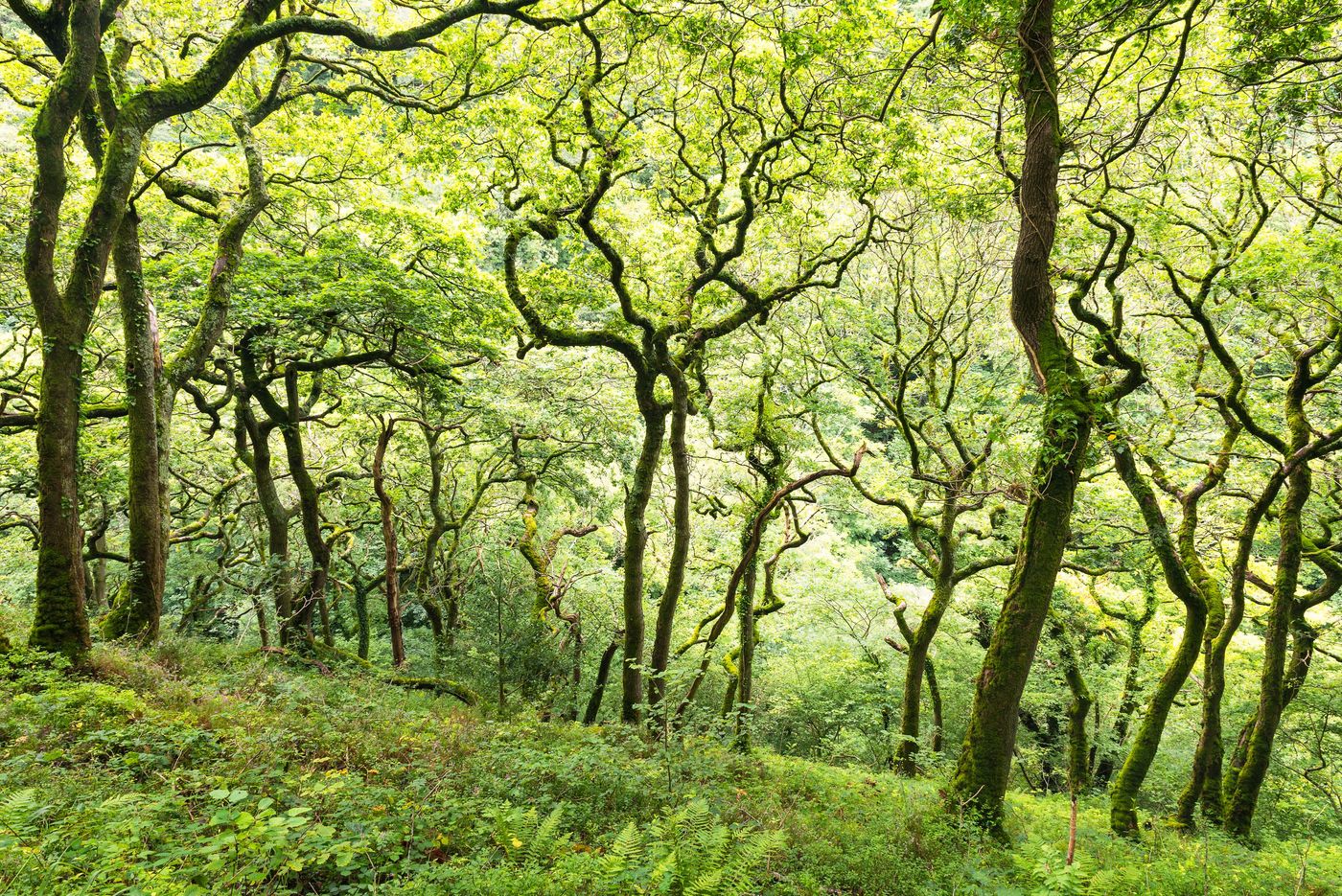 De bomen langs de Watersmeet trail hebben een unieke vorm en zijn daardoor erg fotogeniek. © Sandy Spaenhoven