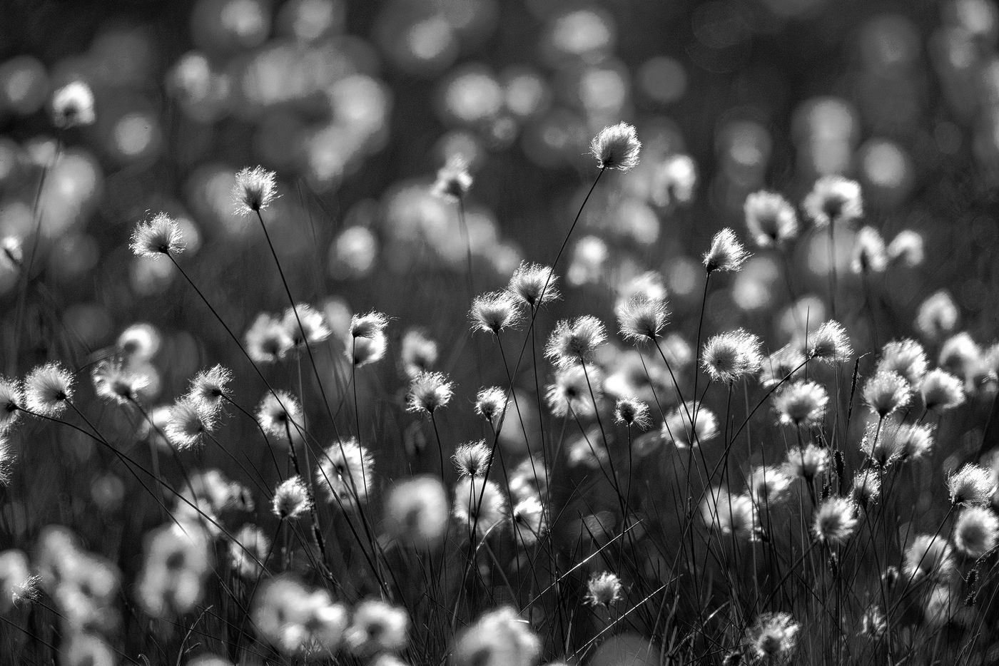 Linaigrettes dans le vent. © Rudi Debruyne