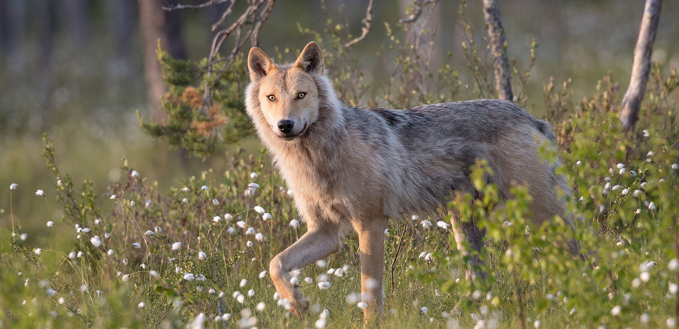 Een wolf passeert vlak voor de hut! © Rudi Debruyne