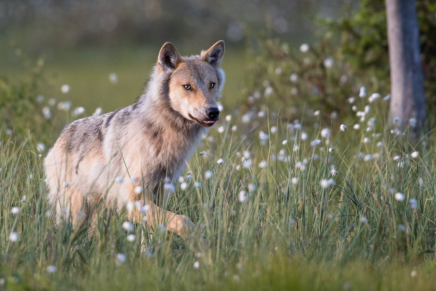 Face au loup © Rudi Debruyne