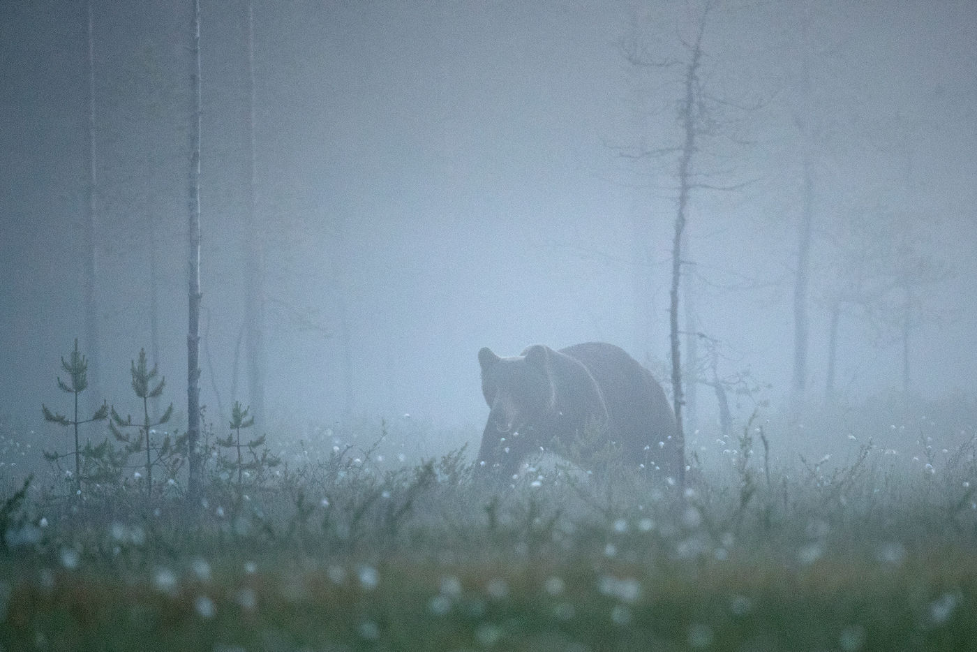 Ours dans la brume © Rudi Debruyne