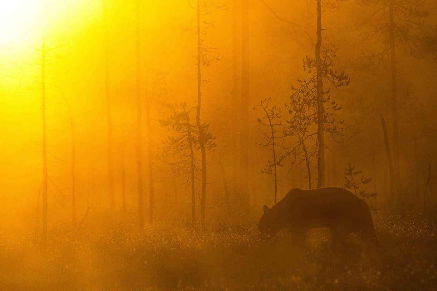 Ours brun dans le soleil couchant © Rudi Debruyne