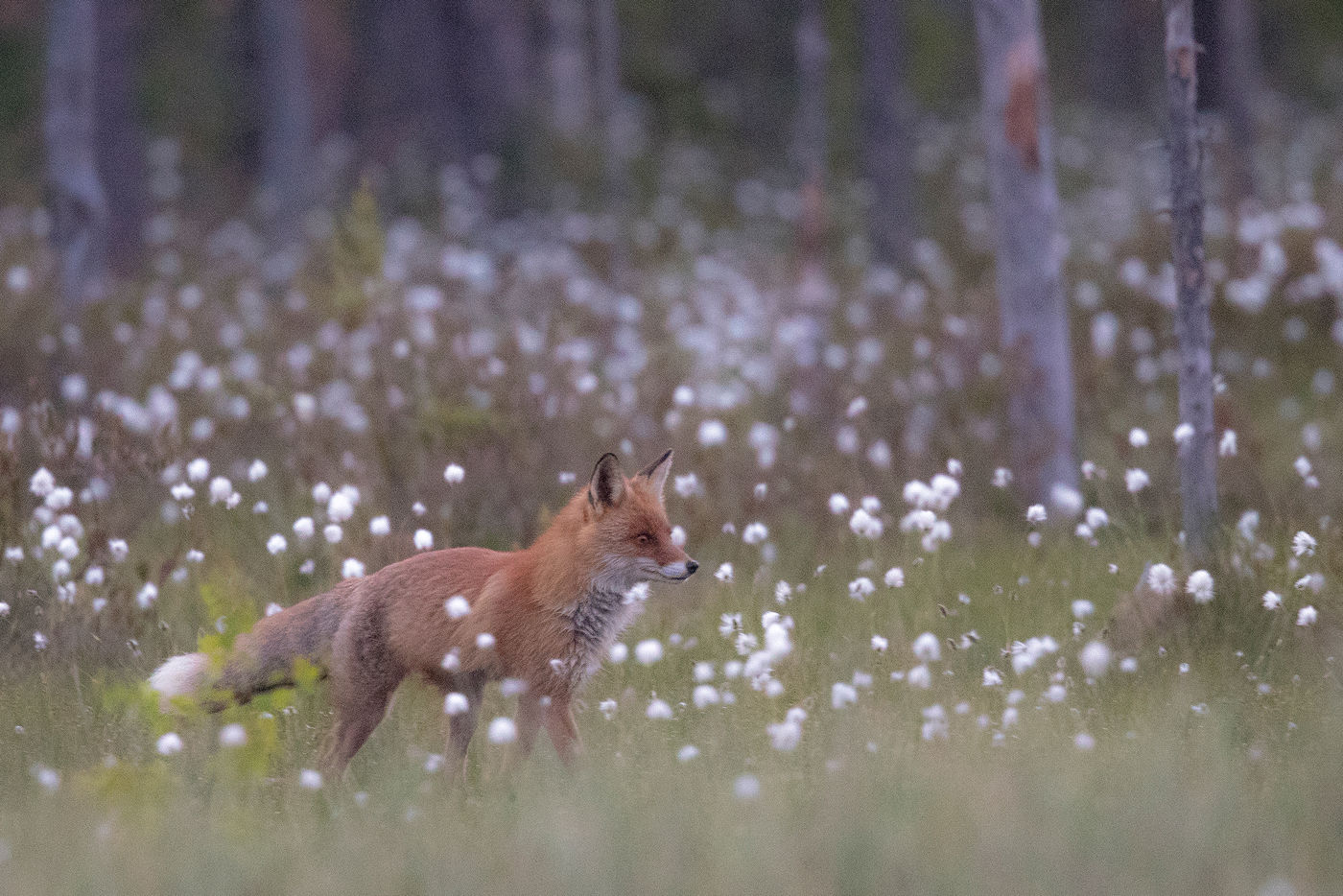 Un renard fleuri © Rudi Debruyne