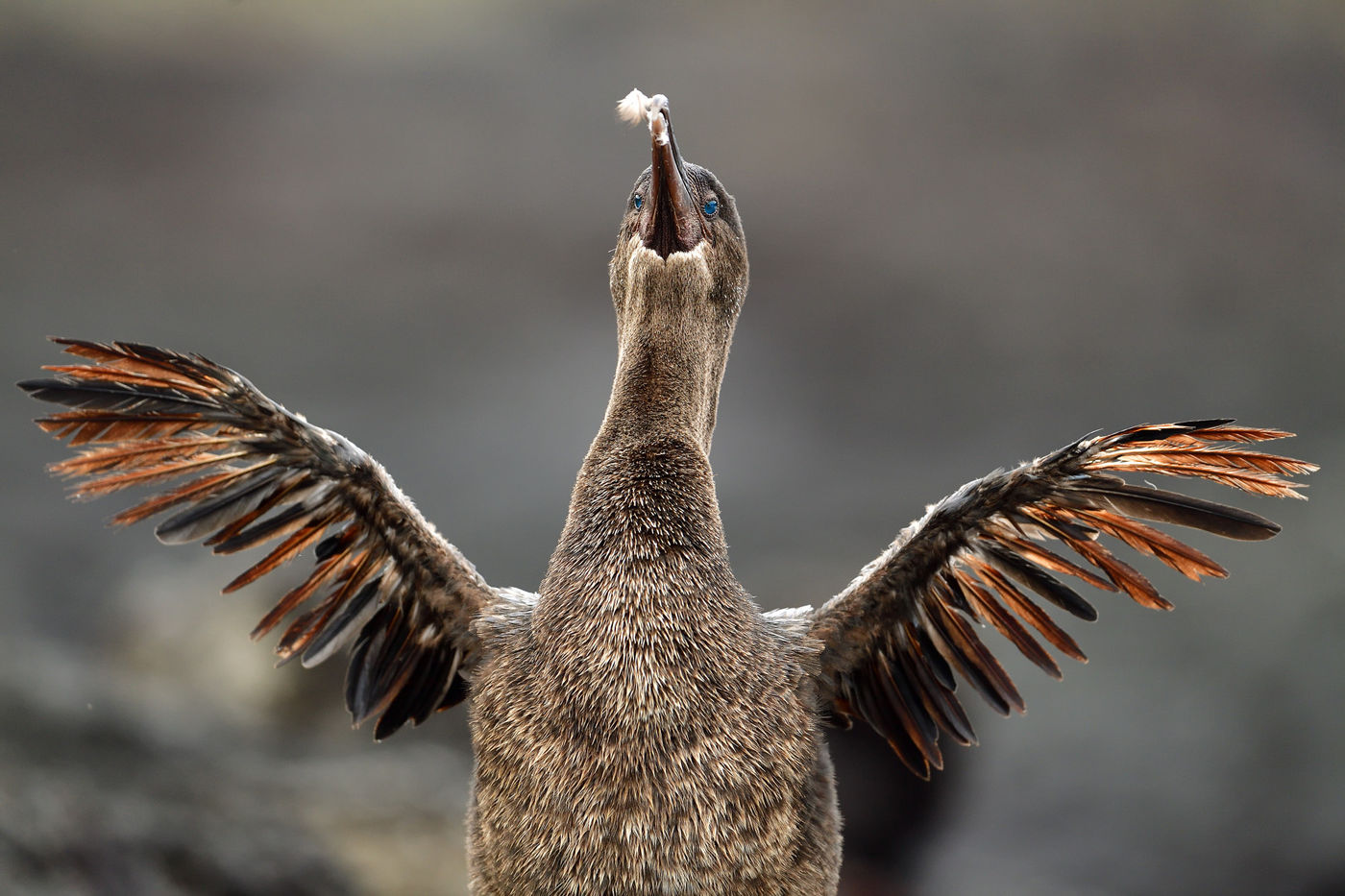 The body feathers have evolved to a hair-like fur, for making swimming easier. © Yves Adams