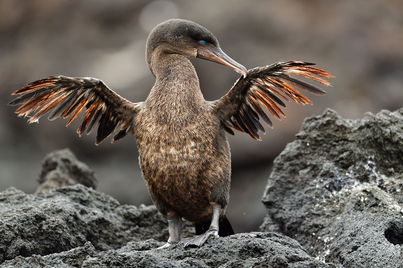 Molting heavily, but thanks to evolution the wings don't really look like much anyway! © Yves Adams