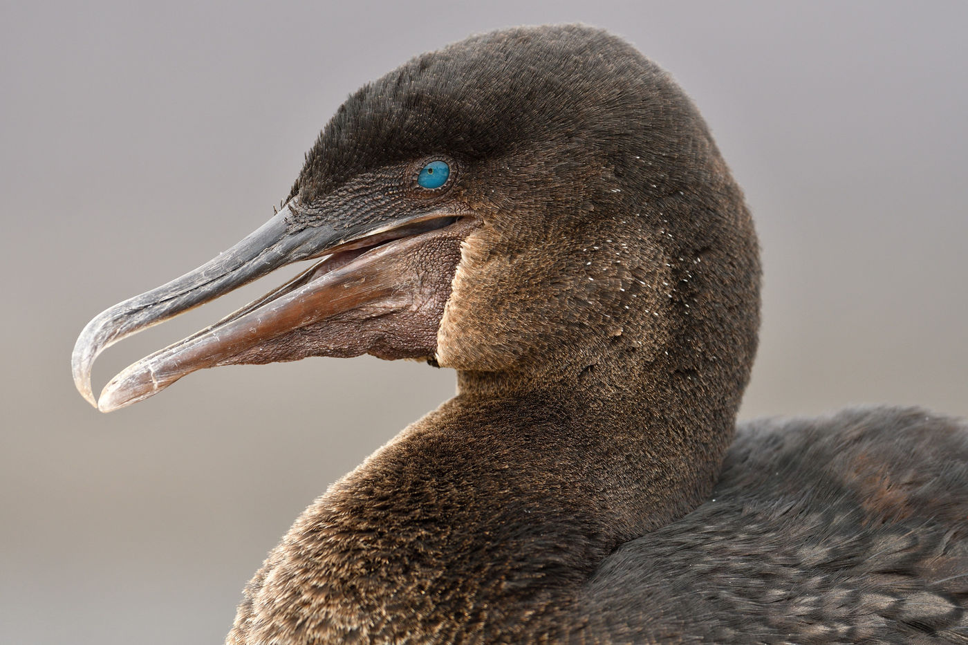 It could have been a similar story as the one of the dodo. However, this flightless cormorant is not extinct and can still be found on the islands! © Yves Adams