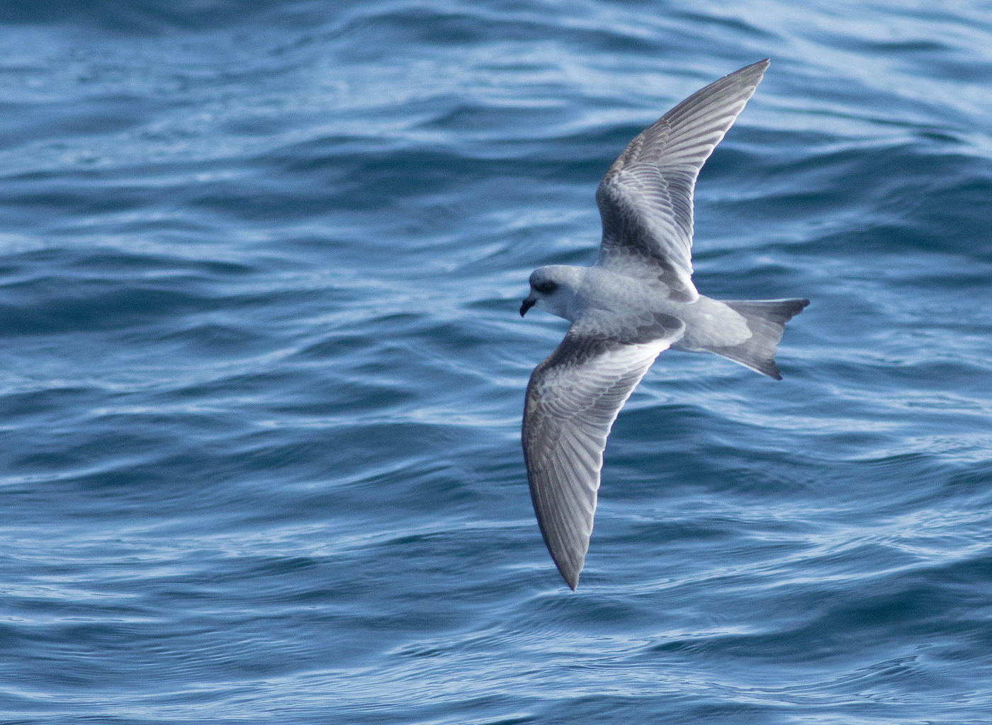 Fork-tailed storm petrel is een stormvogel die we in Europa niet te zien krijgen. © Joachim Bertrands