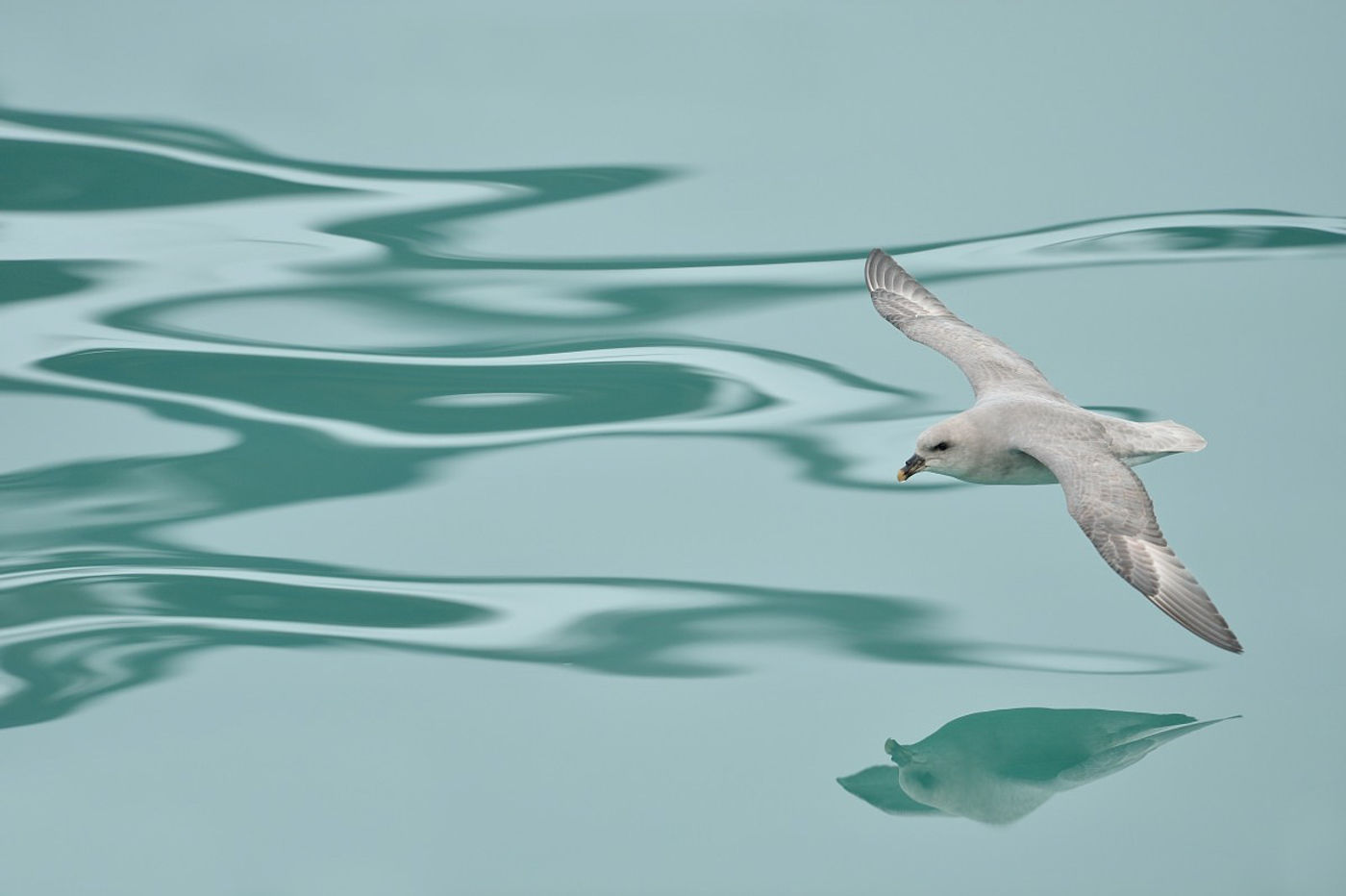 Een donkere noordse stormvogel, de standaard vorm in het hoge noorden, scheert over het water. © Yves Adams