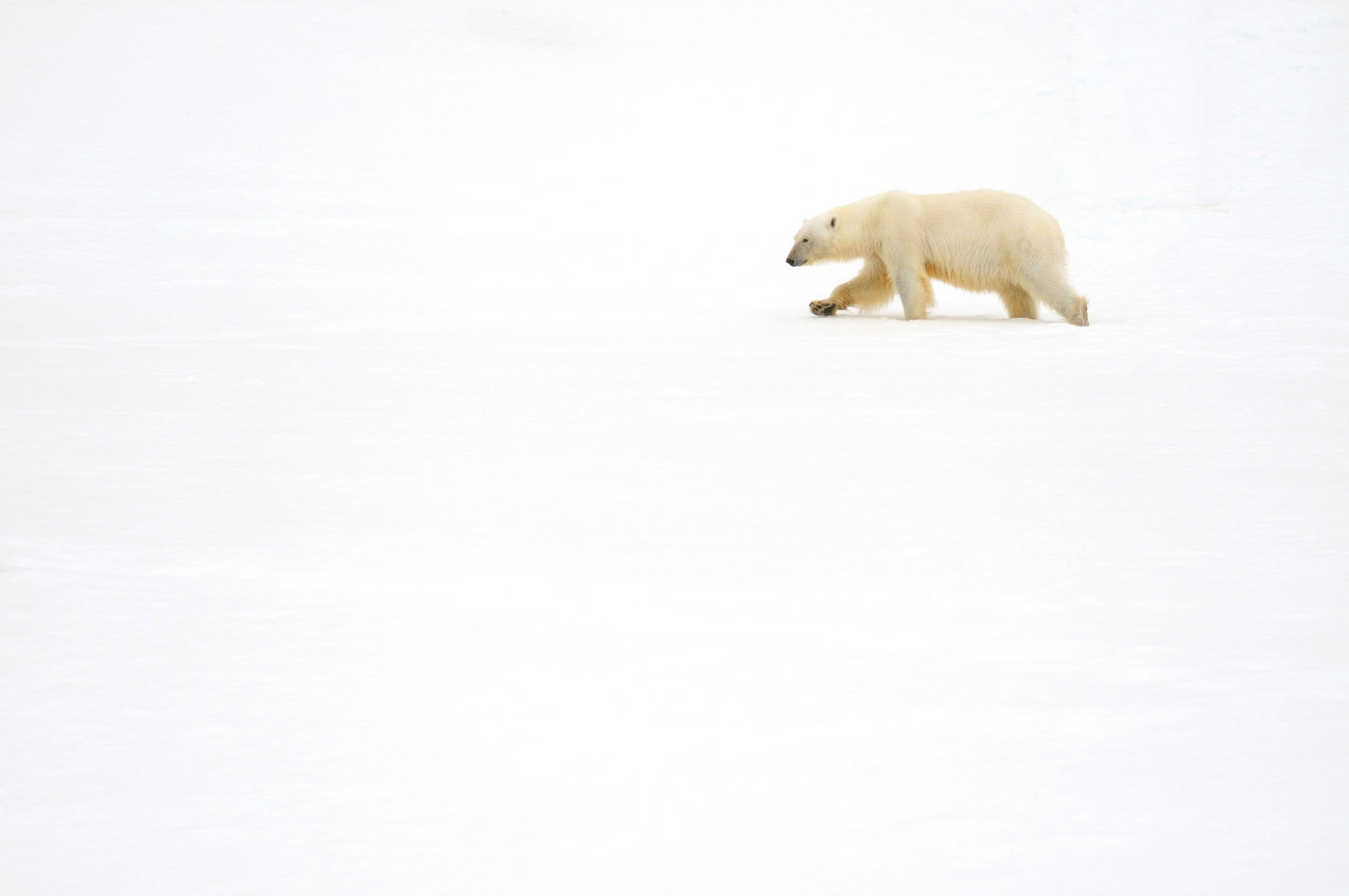 Struinend door het sneeuwlandschap. © Yves Adams